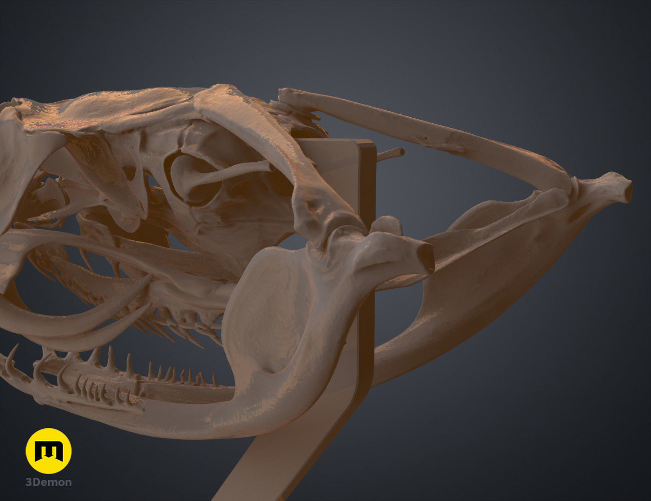 Gaboon Viper Snake Skull Free 3D print model_10