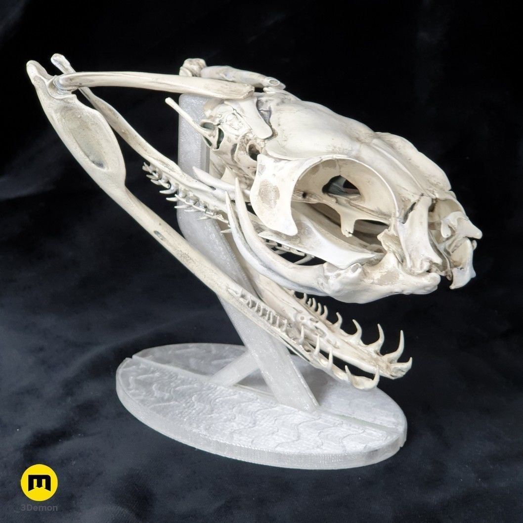 Gaboon Viper Snake Skull Free 3D print model_29