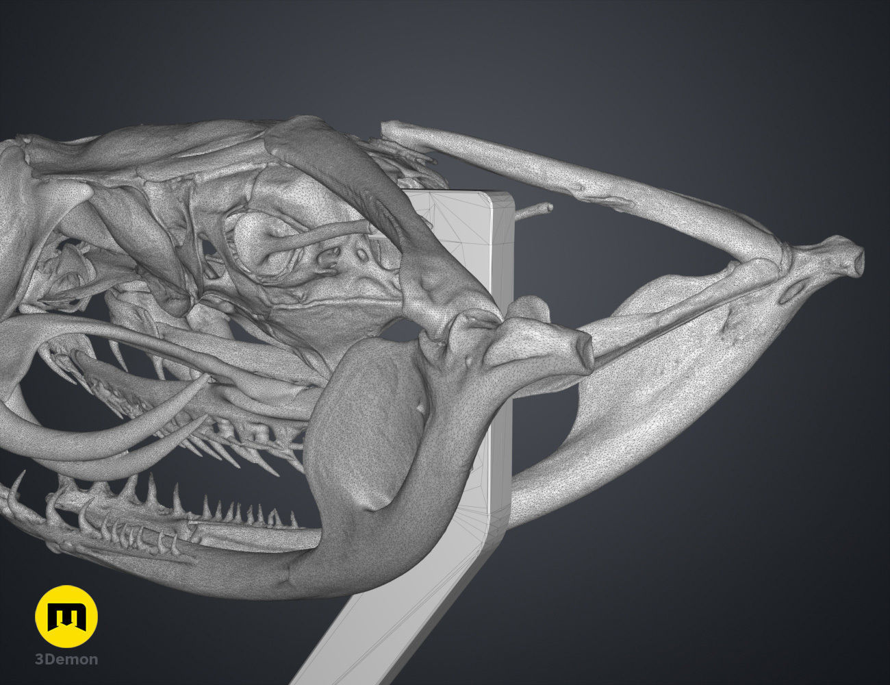 Gaboon Viper Snake Skull Free 3D print model_12