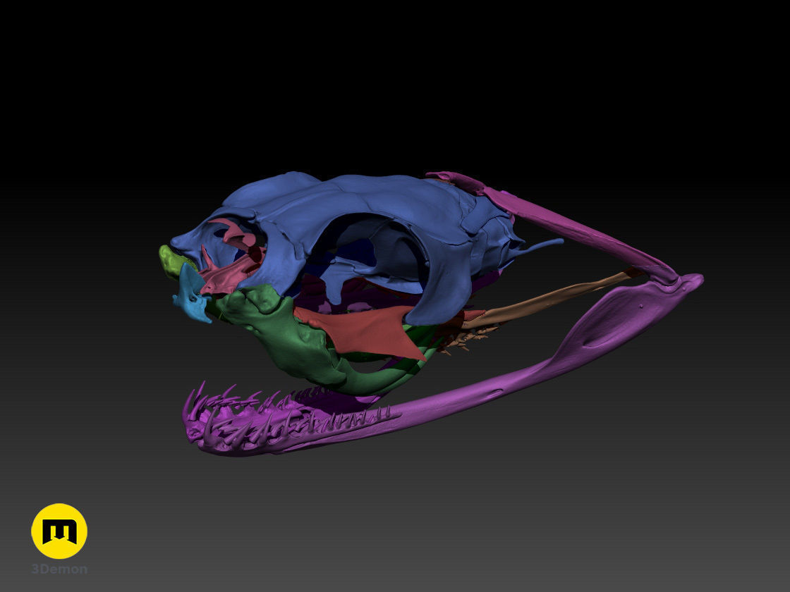 Gaboon Viper Snake Skull Free 3D print model_7
