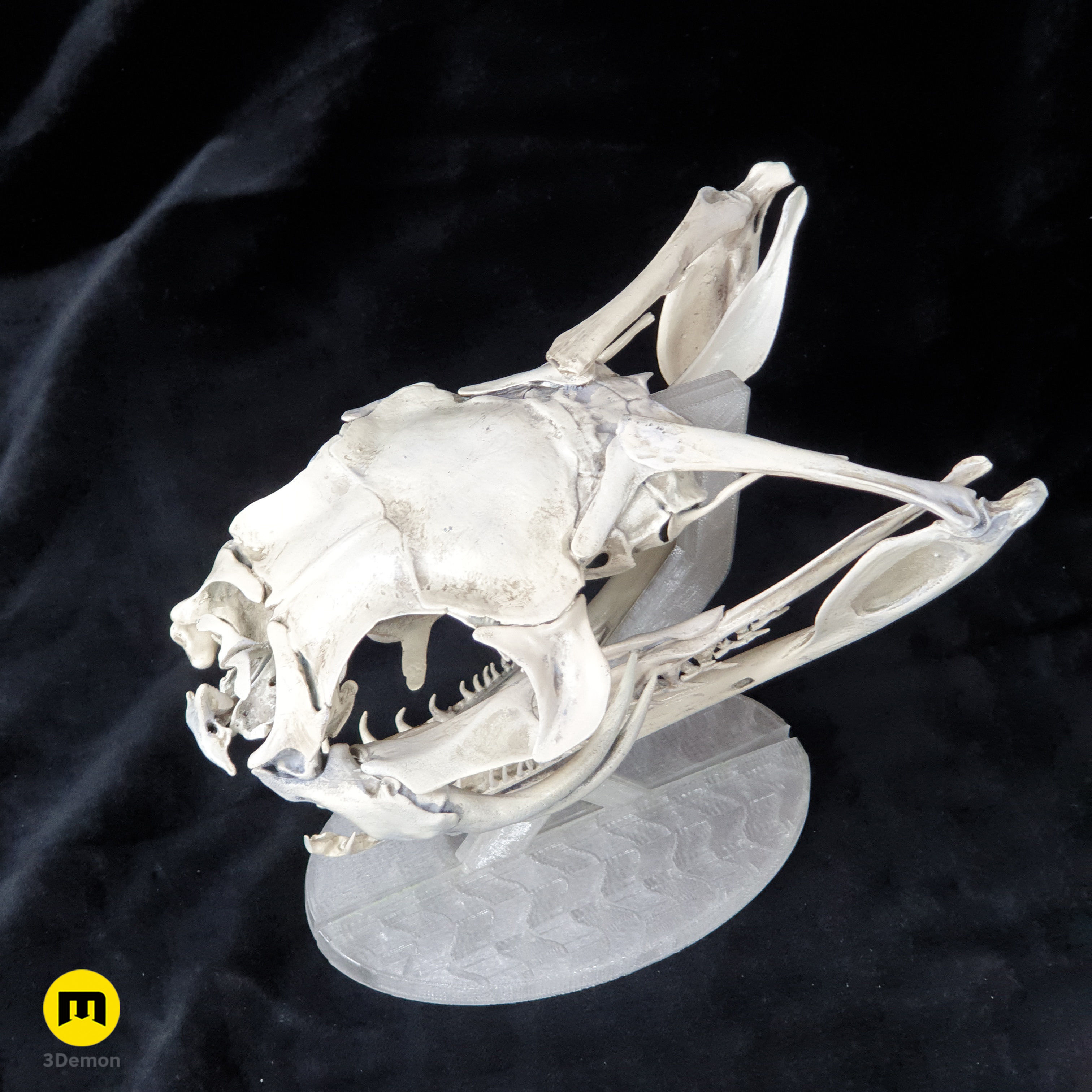 Gaboon Viper Snake Skull Free 3D print model_4