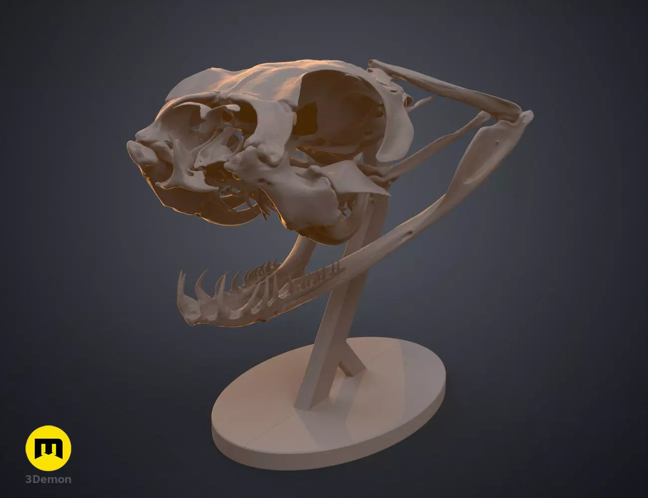 Gaboon Viper Snake Skull Free 3D print model_0