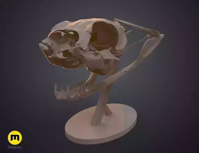 Gaboon Viper Snake Skull Free 3D print model