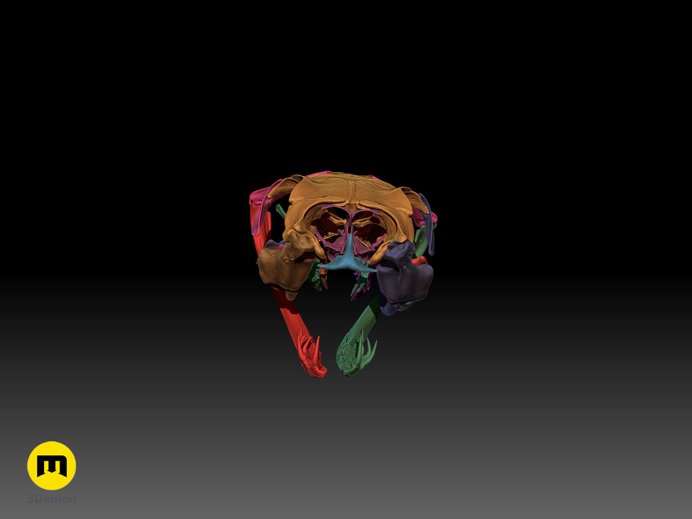 Gaboon Viper Snake Skull Free 3D print model_19