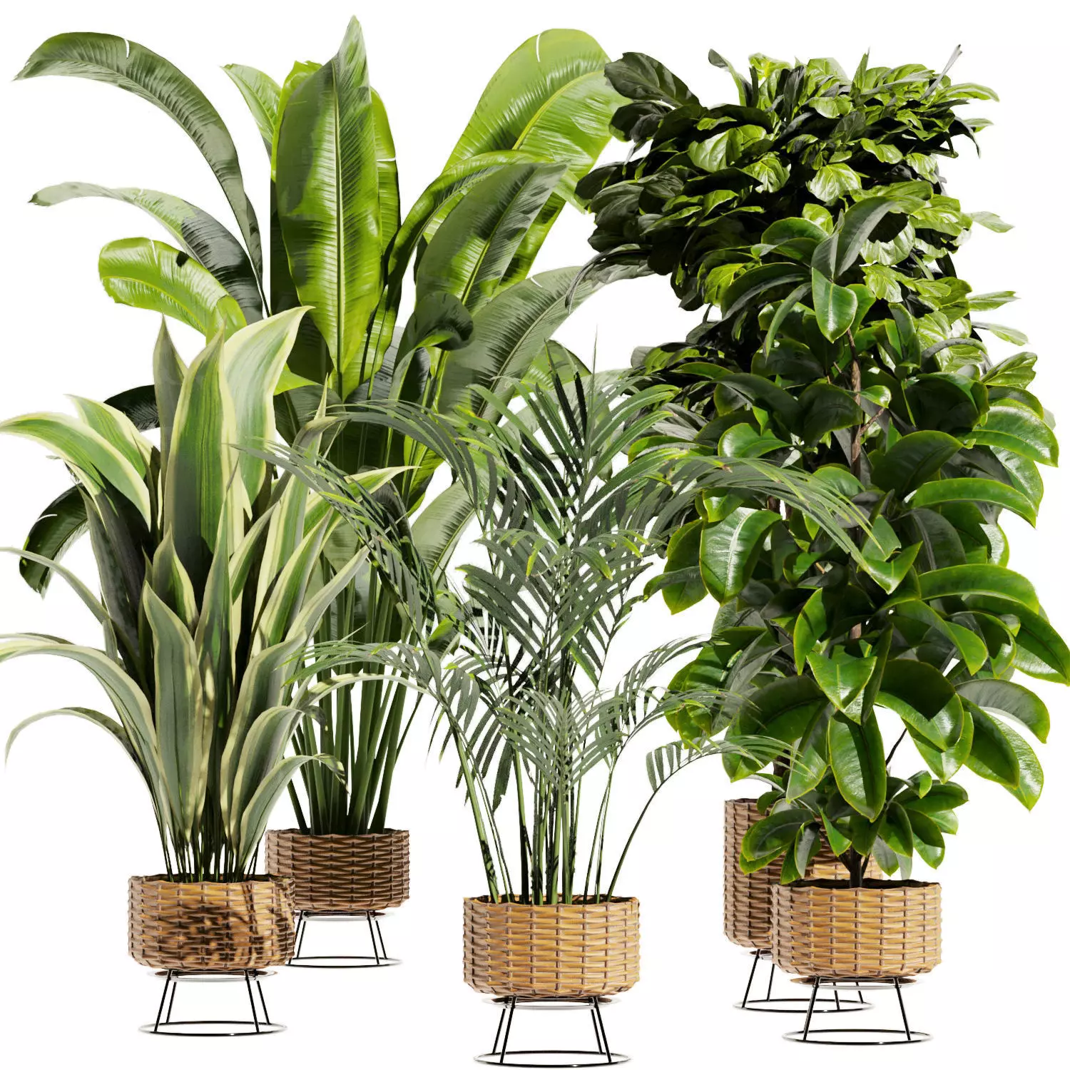 Collection plant vol 413 - indoor - fiddle - banana 3D model
