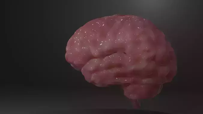 brain human
