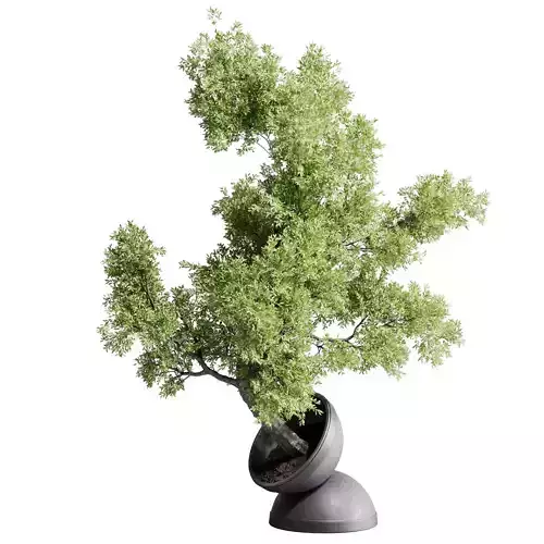 Bonsai - indoor plant 314