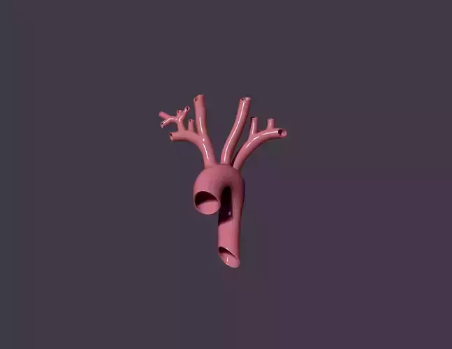 human aorta 3D print model