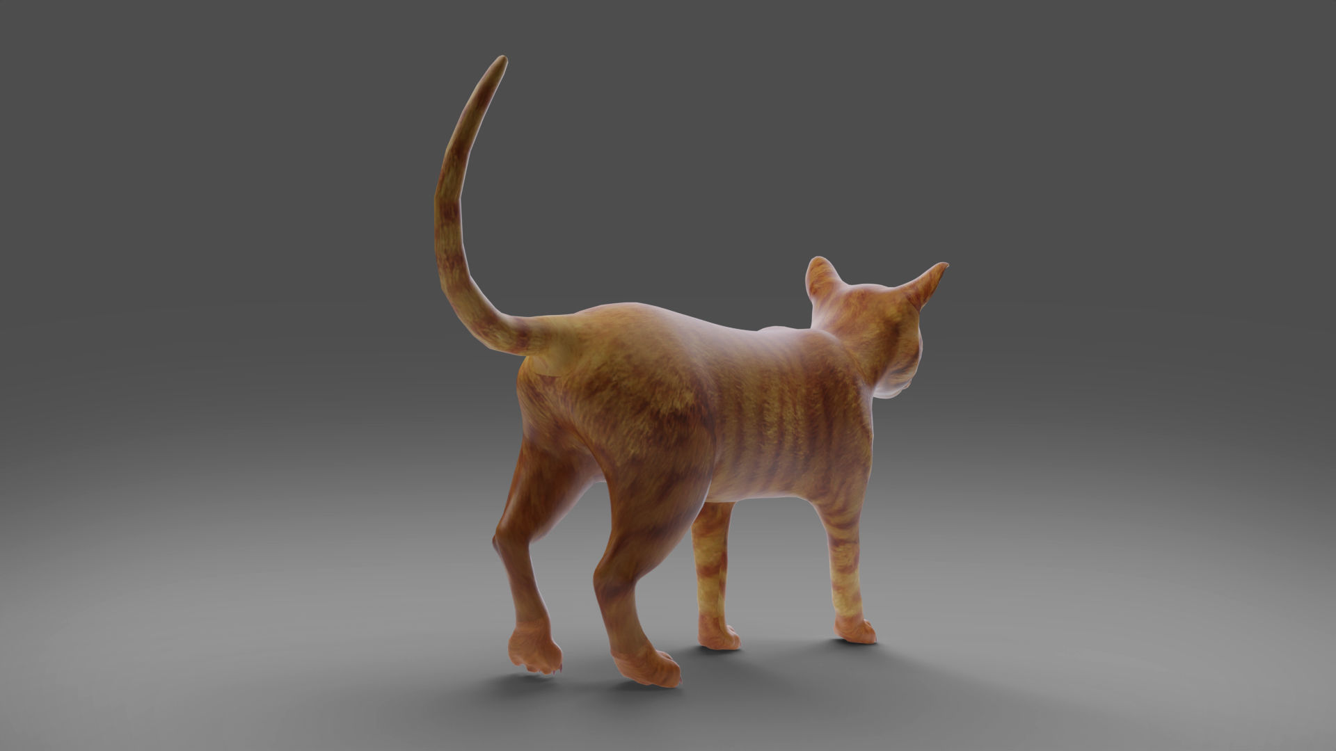 Cat Yellow V3 Rigged Low-poly 3D model_8