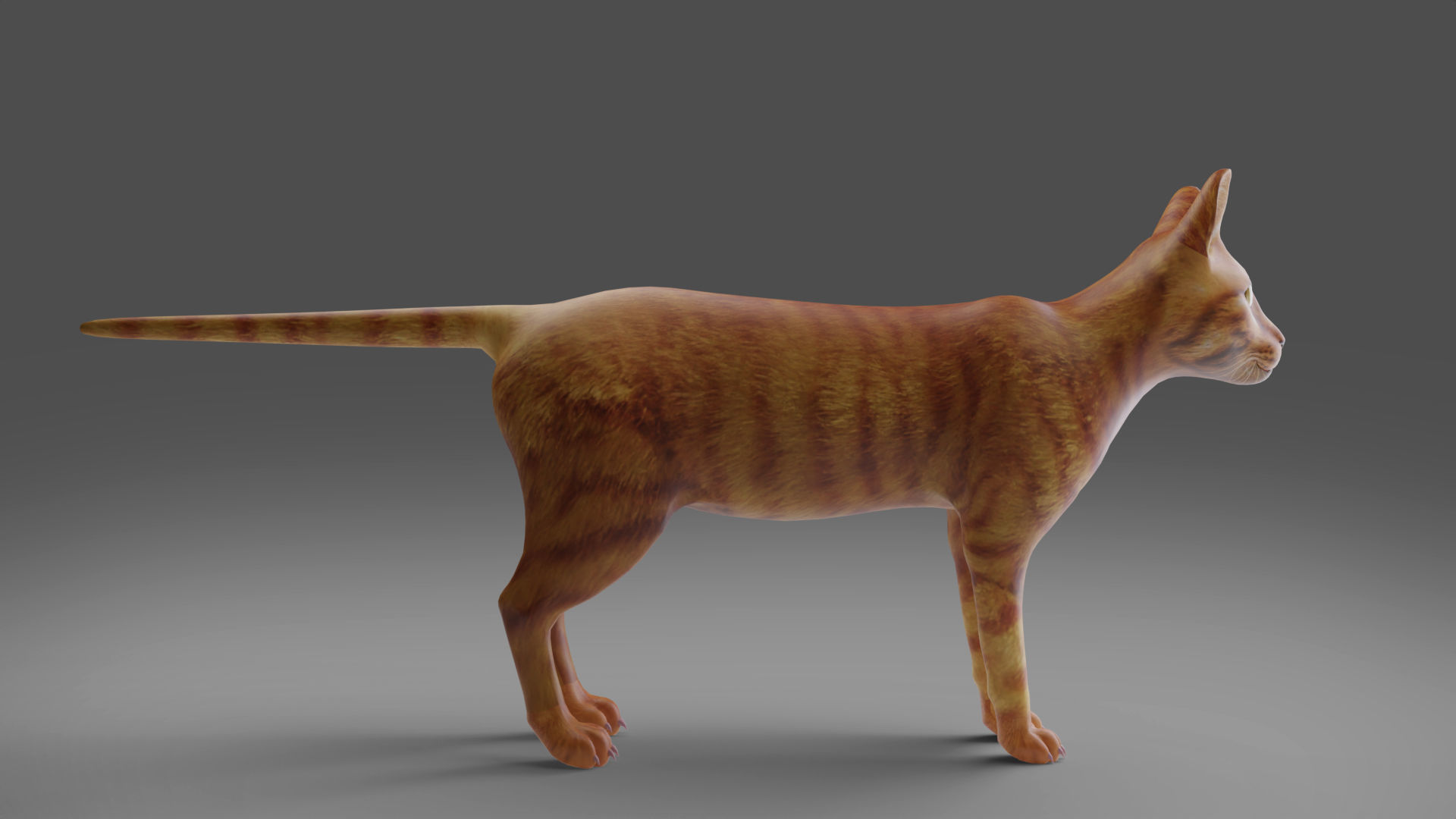 Cat Yellow V3 Rigged Low-poly 3D model_5