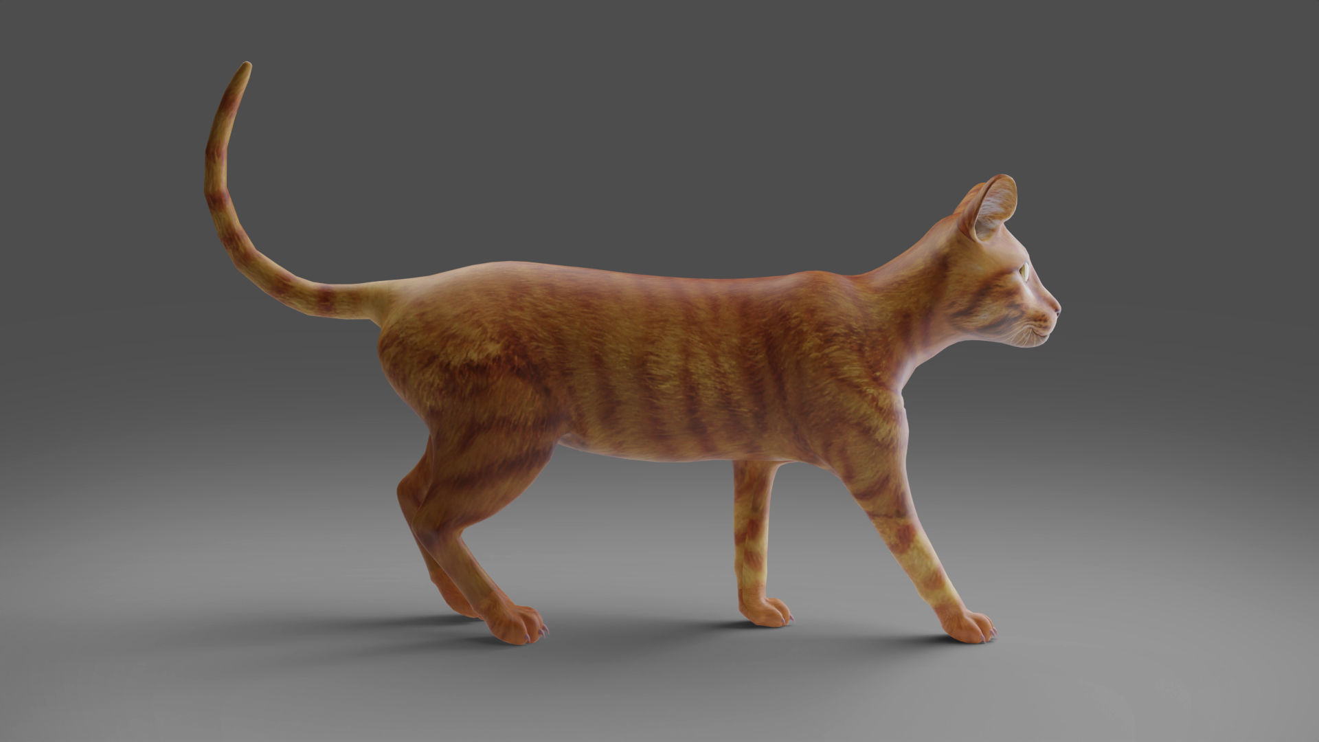 Cat Yellow V3 Rigged Low-poly 3D model_6