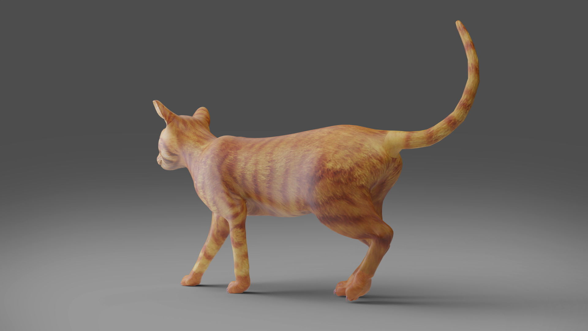 Cat Yellow V3 Rigged Low-poly 3D model_9