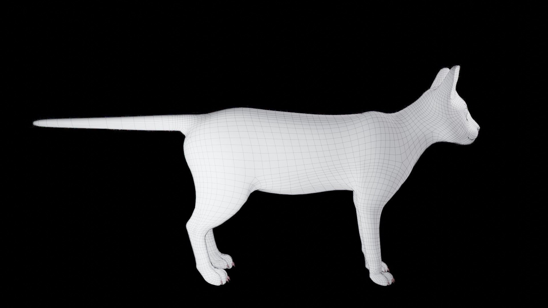 Cat Yellow V3 Rigged Low-poly 3D model_22