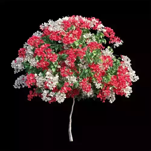 Bougainvillea plant set 55