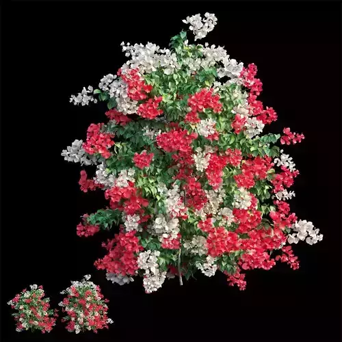 Bougainvillea plant set 57