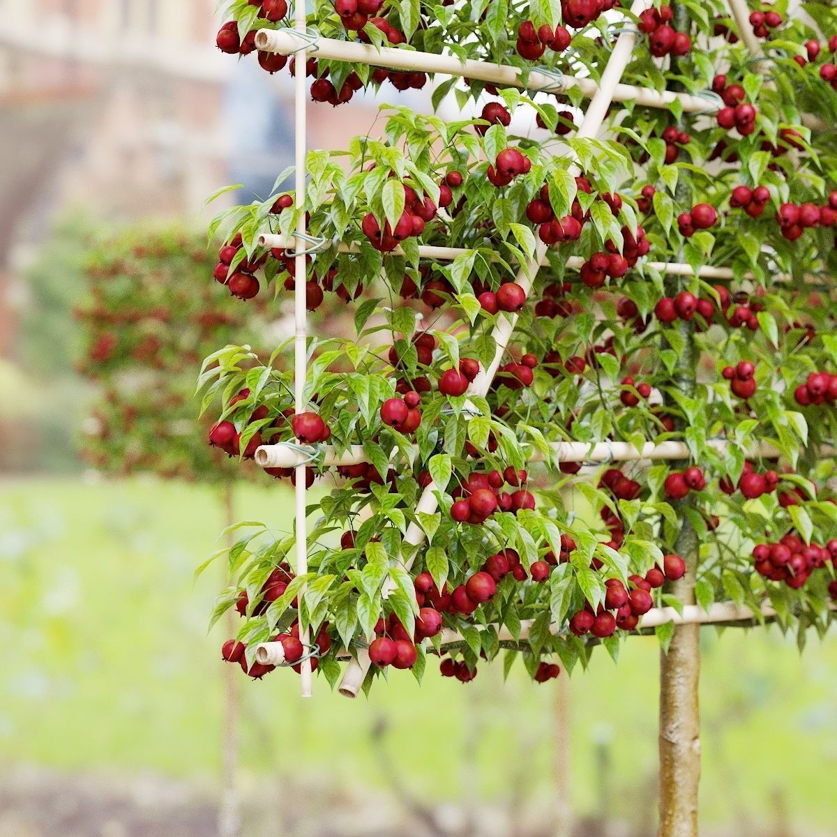 Malus fruit tree espalier 3D model_5
