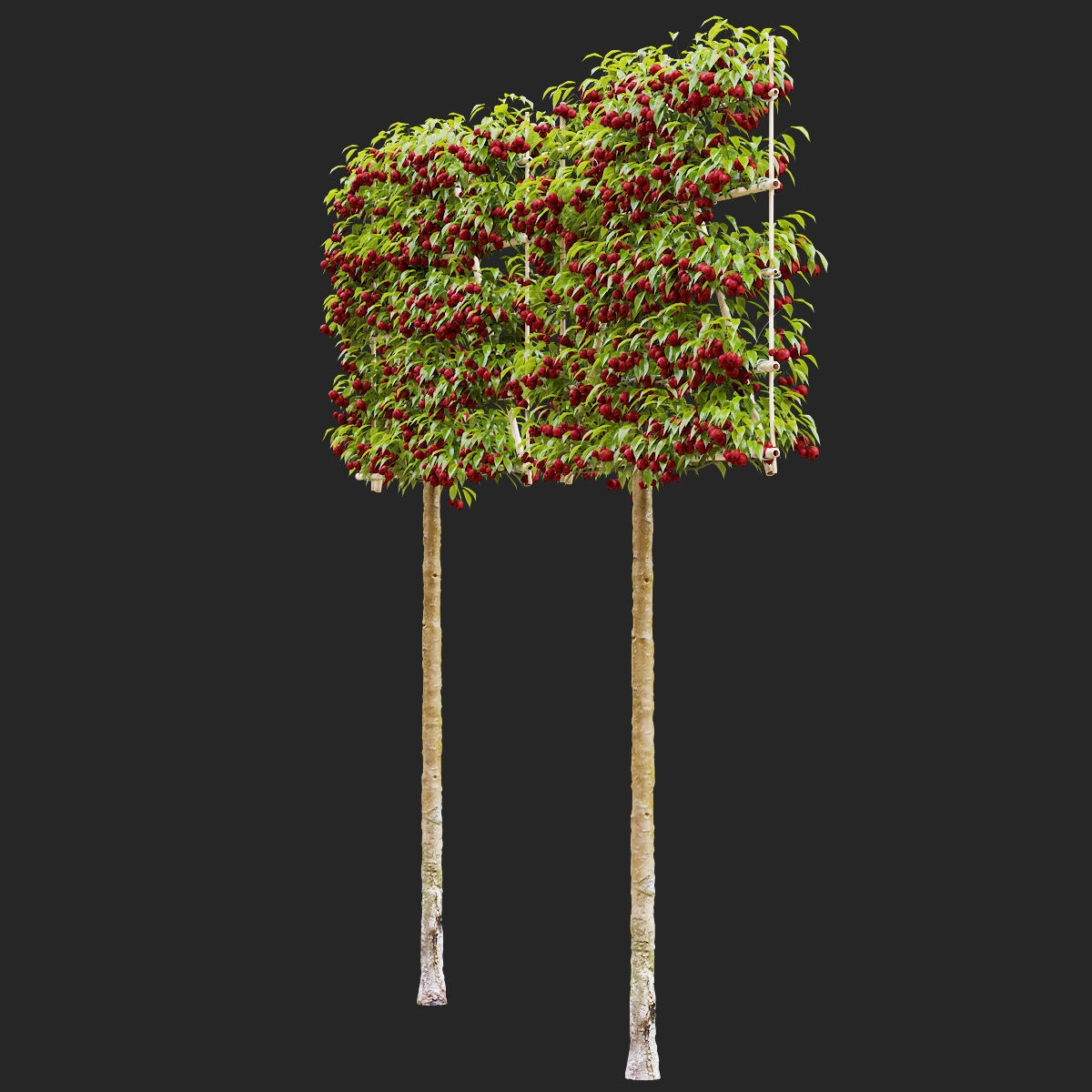 Malus fruit tree espalier 3D model_3