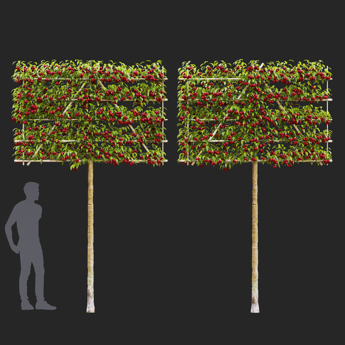 Malus fruit tree espalier 3D model_1