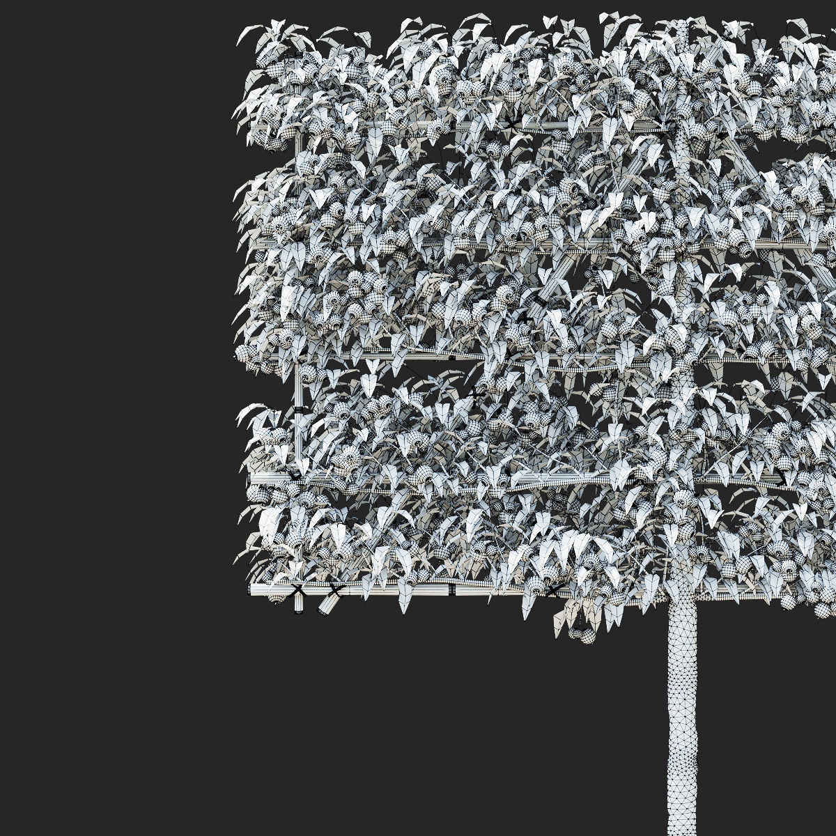 Malus fruit tree espalier 3D model_7