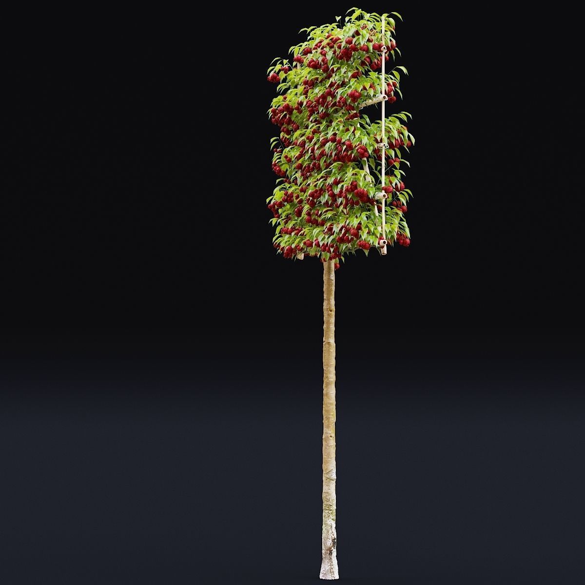 Malus fruit tree espalier 3D model_2