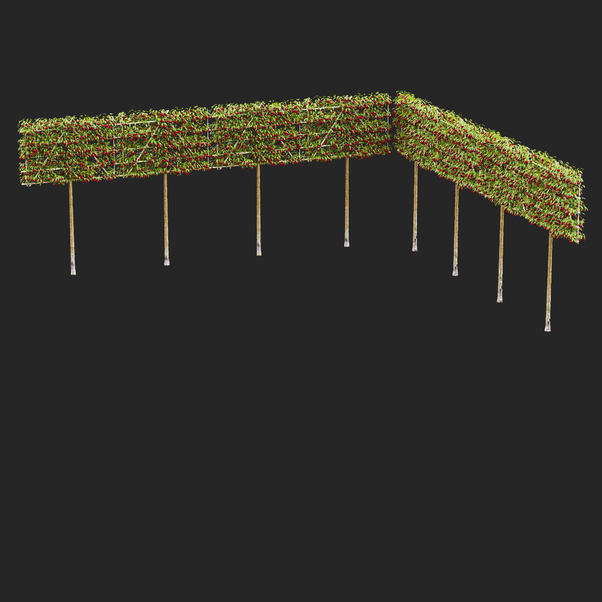 Malus fruit tree espalier 3D model_4