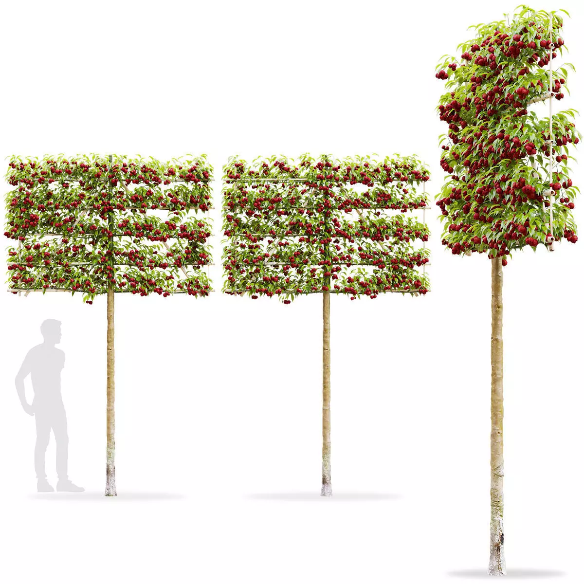 Malus fruit tree espalier 3D model_0