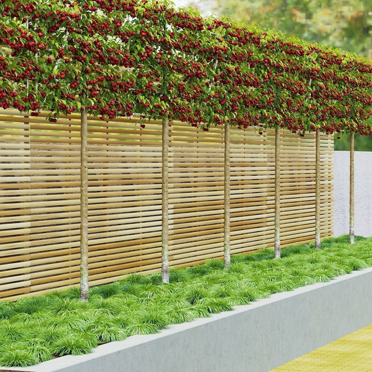 Malus fruit tree espalier 3D model_6
