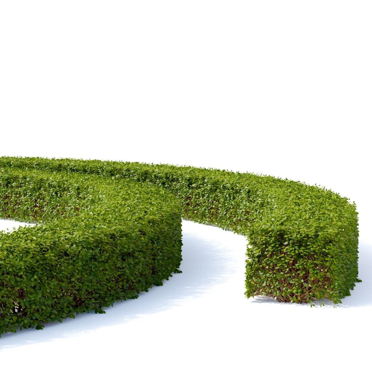 Spiraea betulifolia hedge 3D model_2