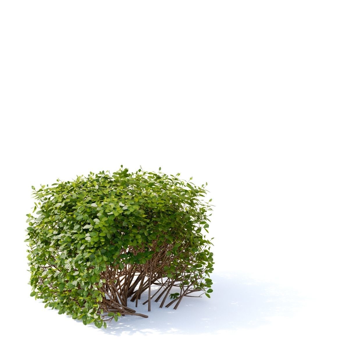 Spiraea betulifolia hedge 3D model_6