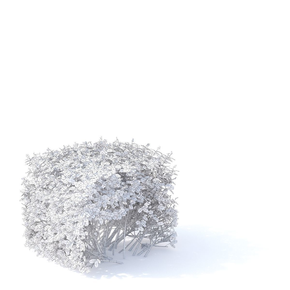 Spiraea betulifolia hedge 3D model_5