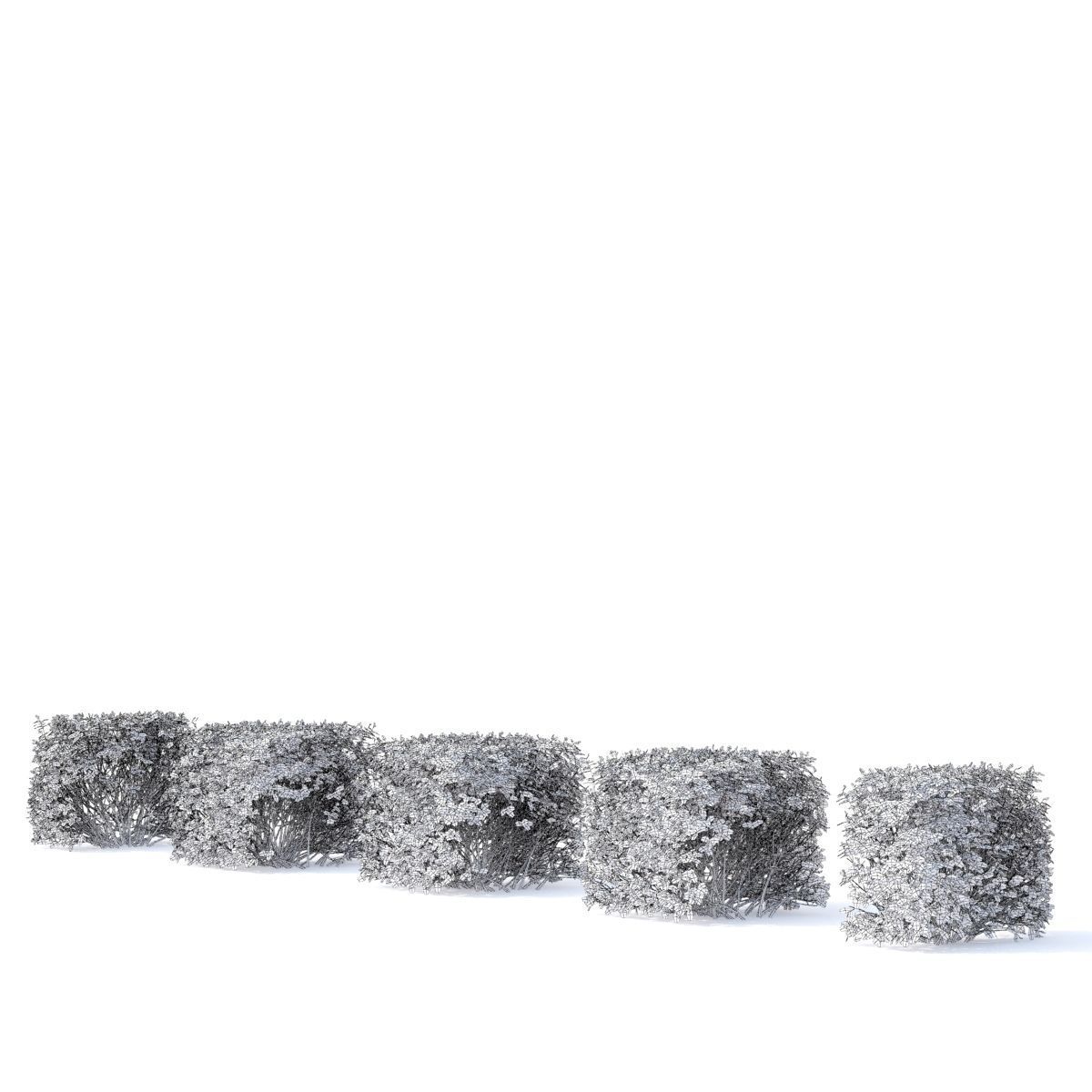 Spiraea betulifolia hedge 3D model_4