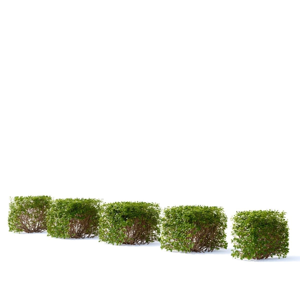 Spiraea betulifolia hedge 3D model_3