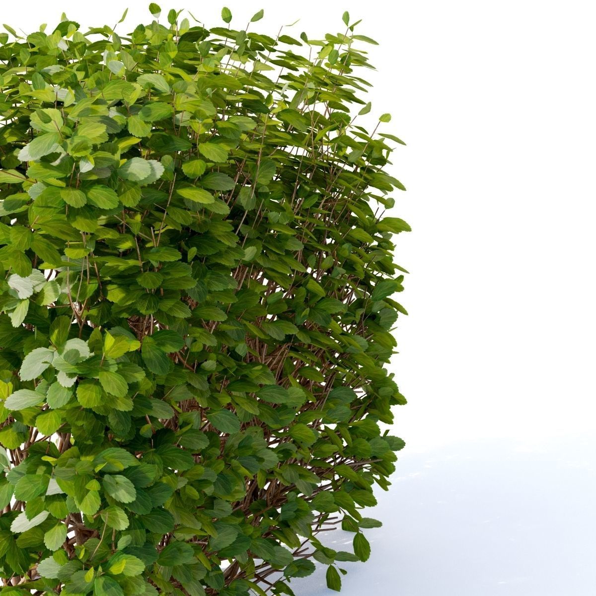 Spiraea betulifolia hedge 3D model_7