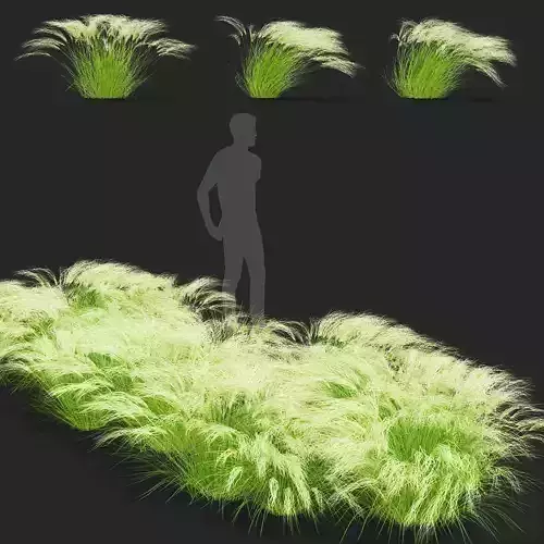  Stipa tenuissima 3D model
