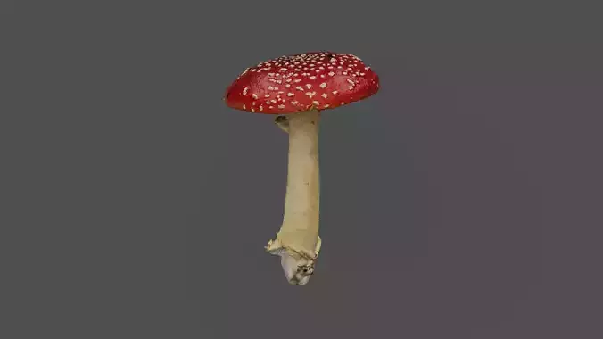 Red Mushroom Photoscan