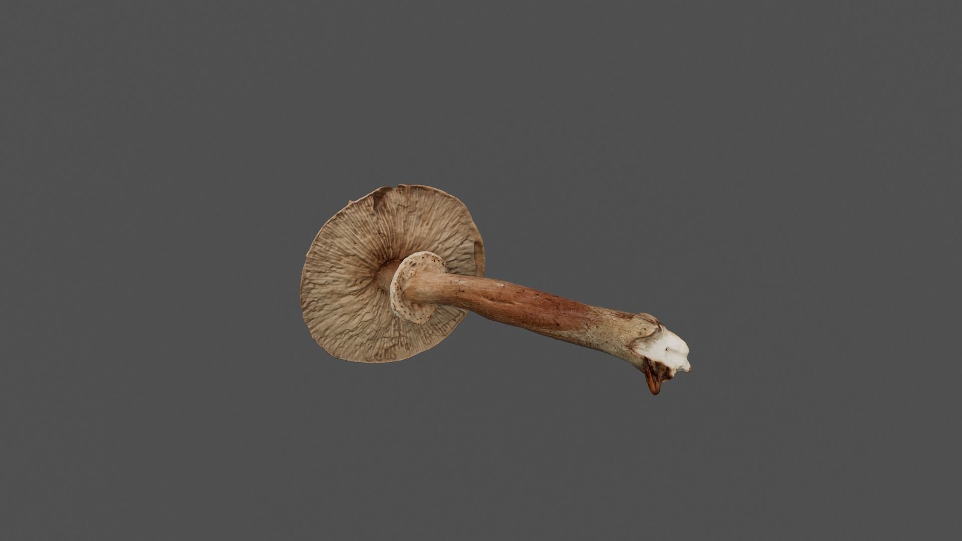 Brown Mushroom Photoscan Low-poly 3D model_8