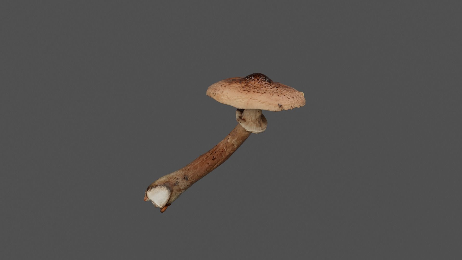 Brown Mushroom Photoscan Low-poly 3D model_10