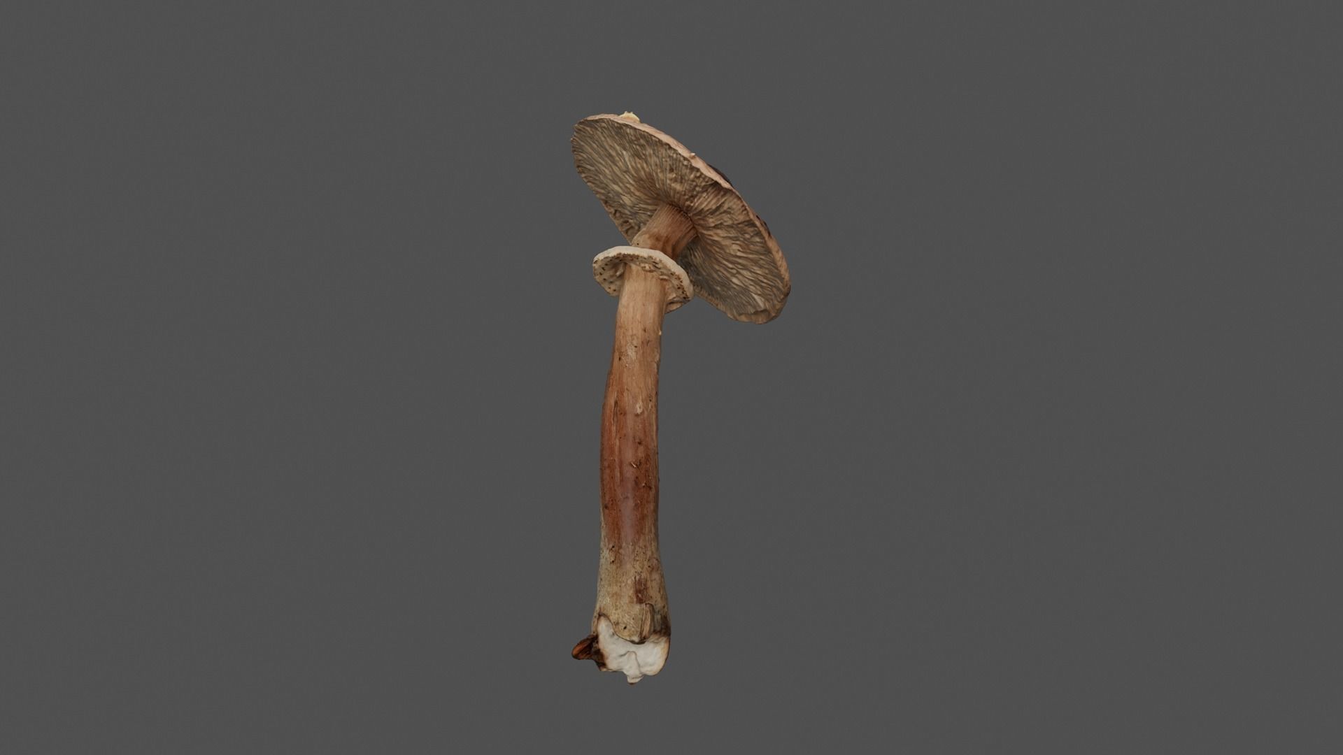 Brown Mushroom Photoscan Low-poly 3D model_7