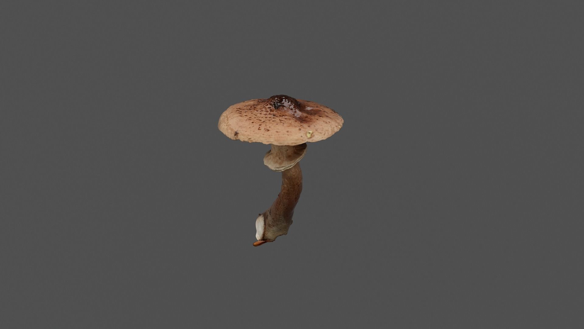 Brown Mushroom Photoscan Low-poly 3D model_4