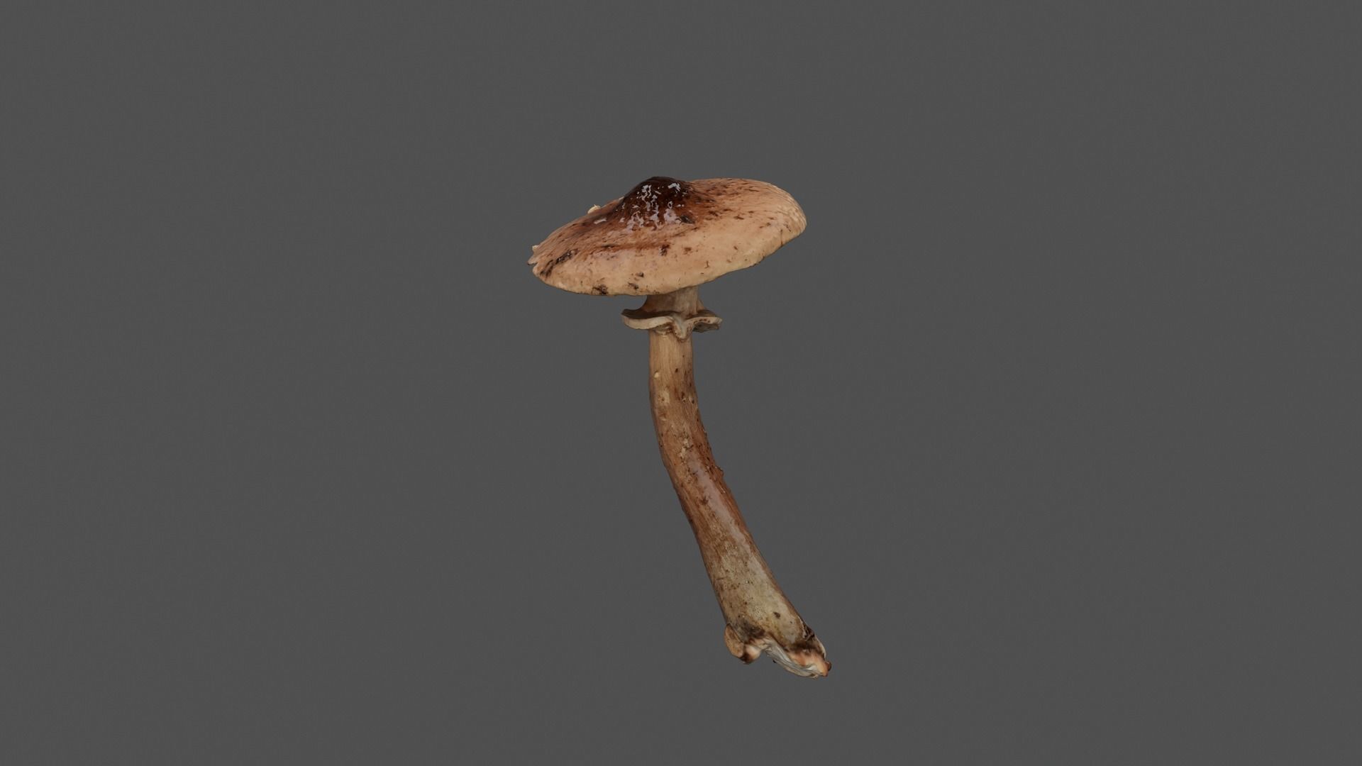 Brown Mushroom Photoscan Low-poly 3D model_2