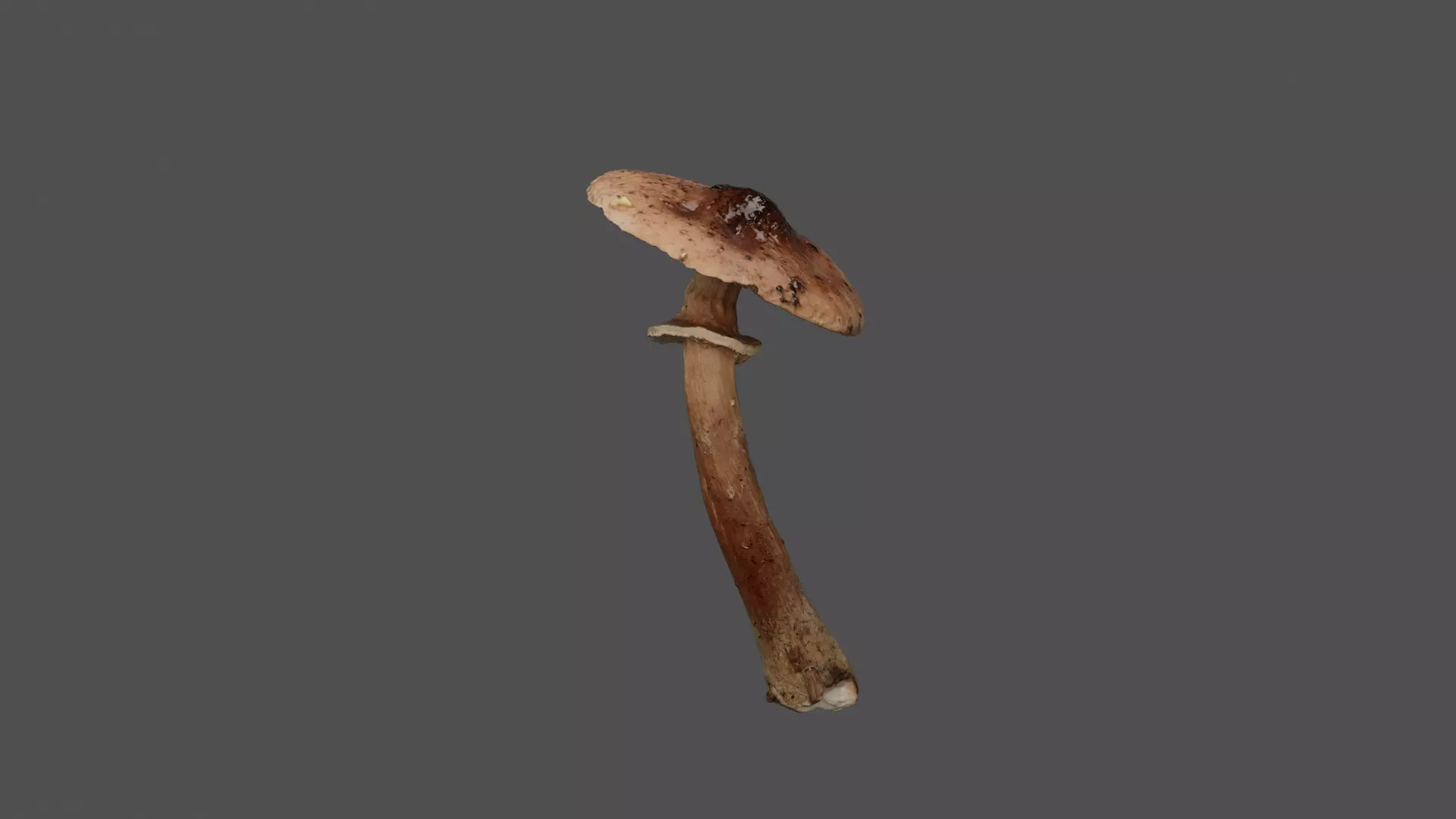 Brown Mushroom Photoscan Low-poly 3D model_0
