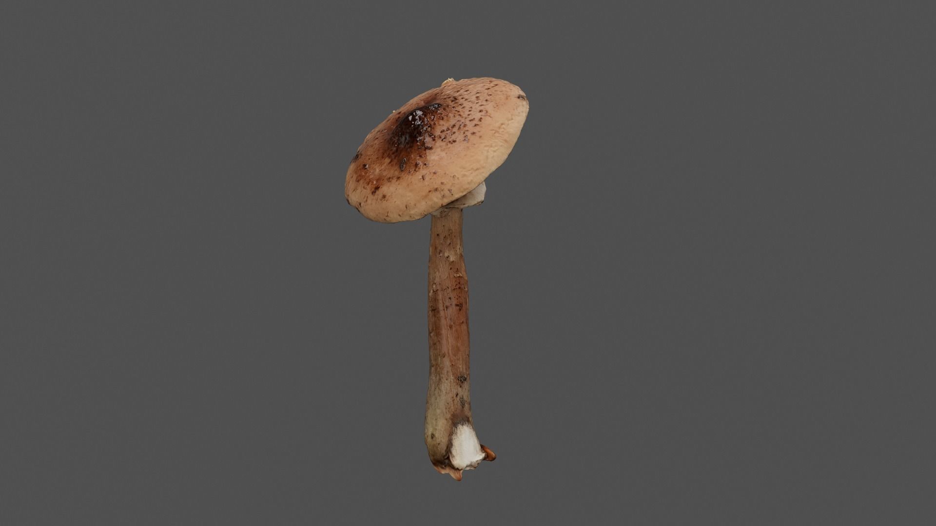 Brown Mushroom Photoscan Low-poly 3D model_5