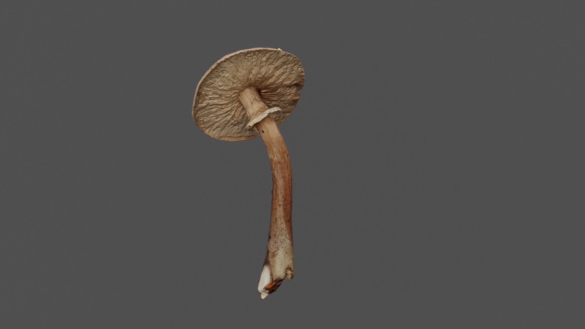 Brown Mushroom Photoscan Low-poly 3D model_9
