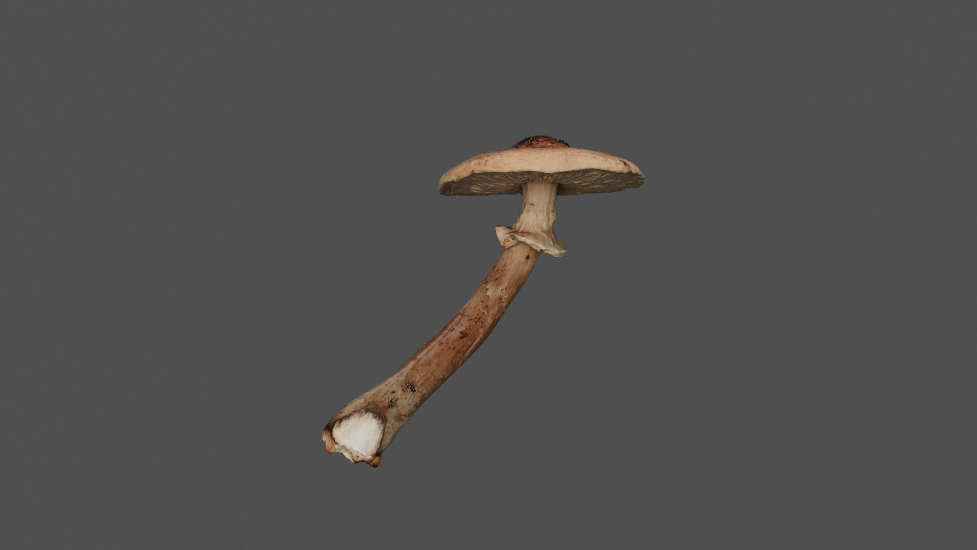 Brown Mushroom Photoscan Low-poly 3D model_3