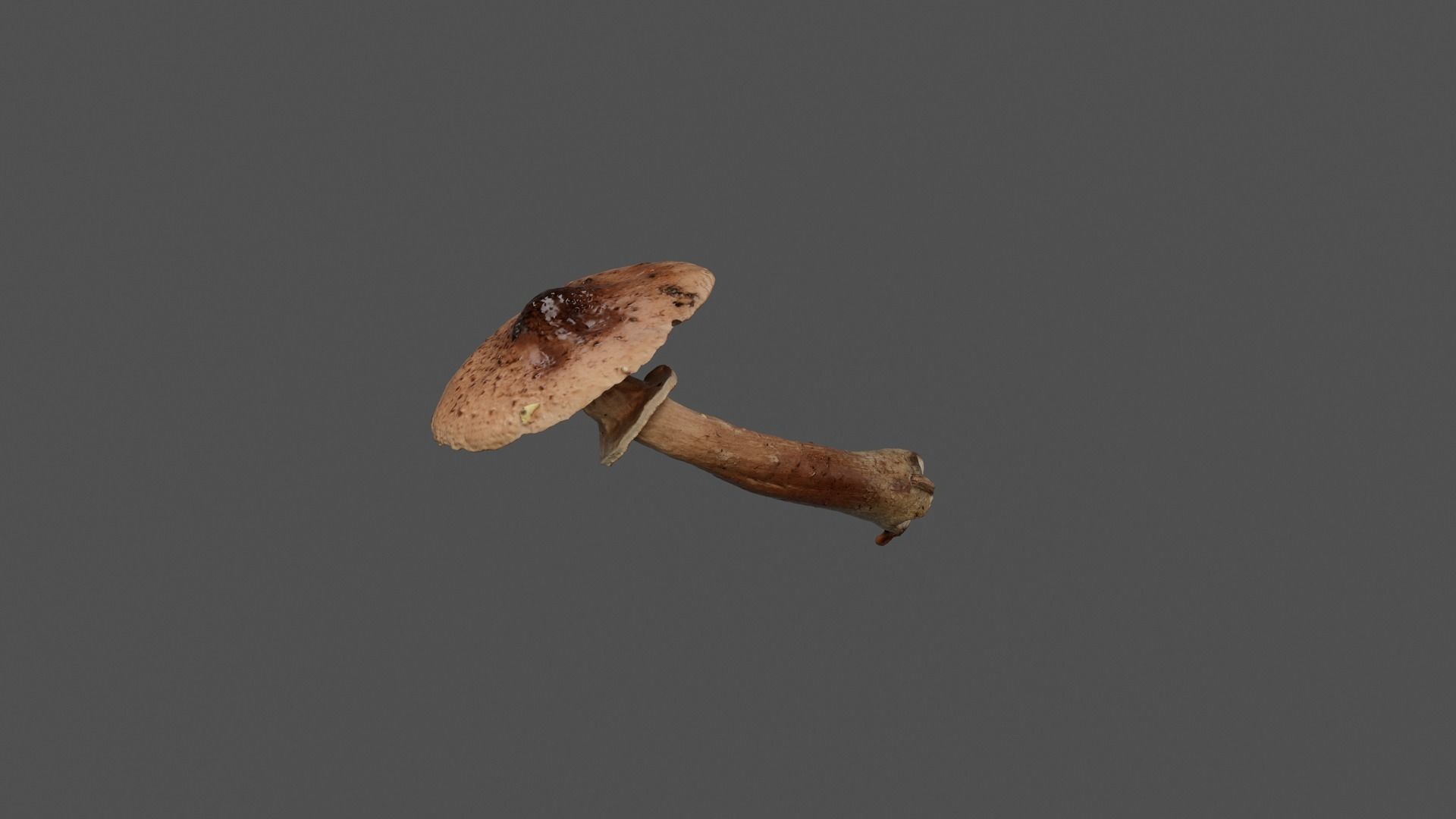 Brown Mushroom Photoscan Low-poly 3D model_6