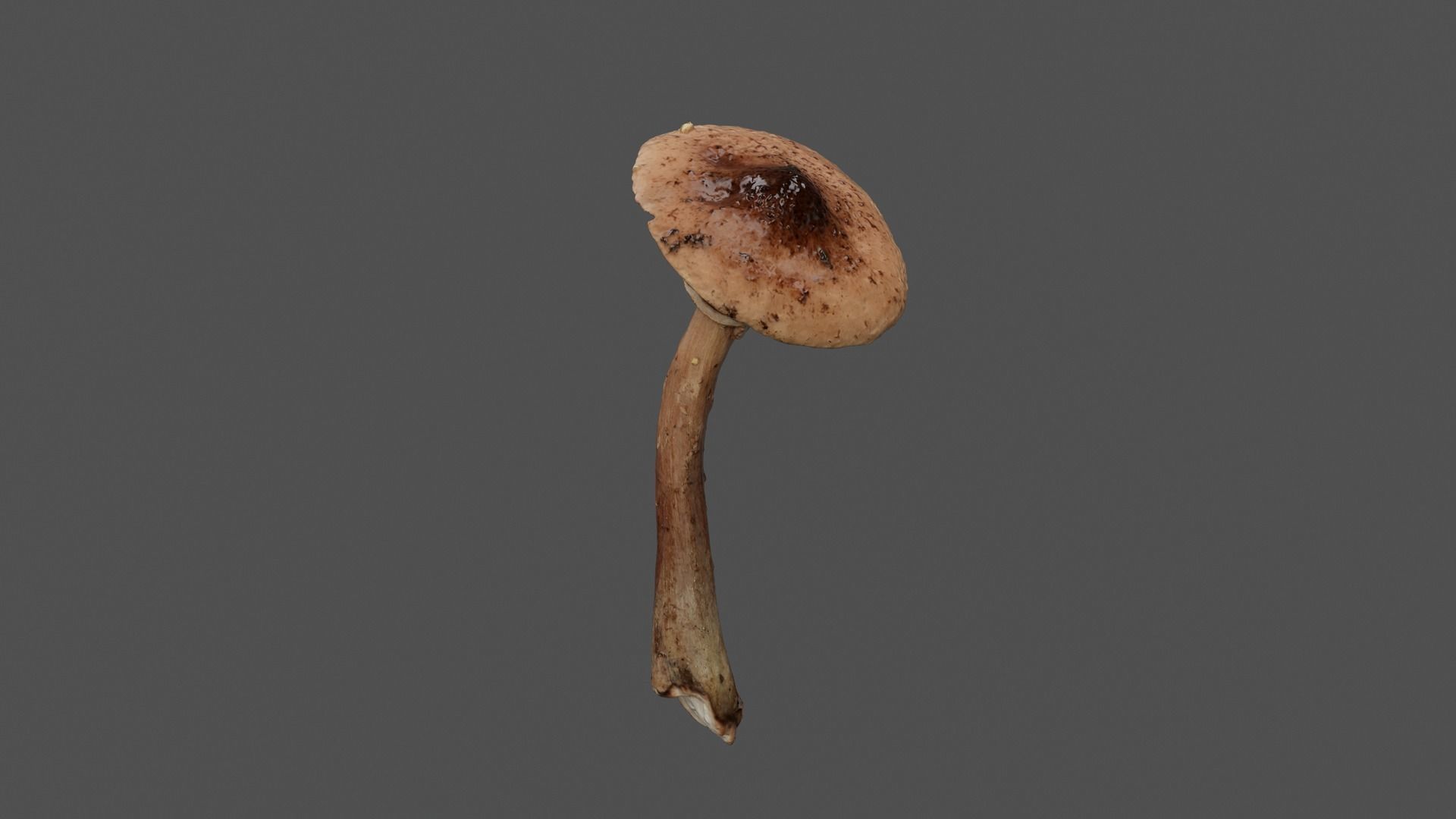 Brown Mushroom Photoscan Low-poly 3D model_11