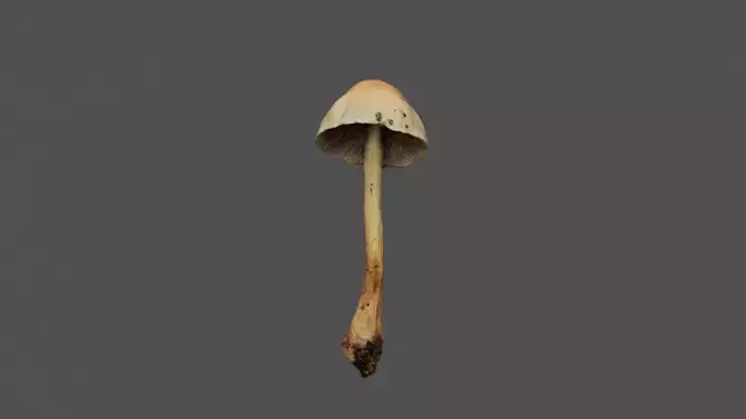 White Mushroom Photoscan