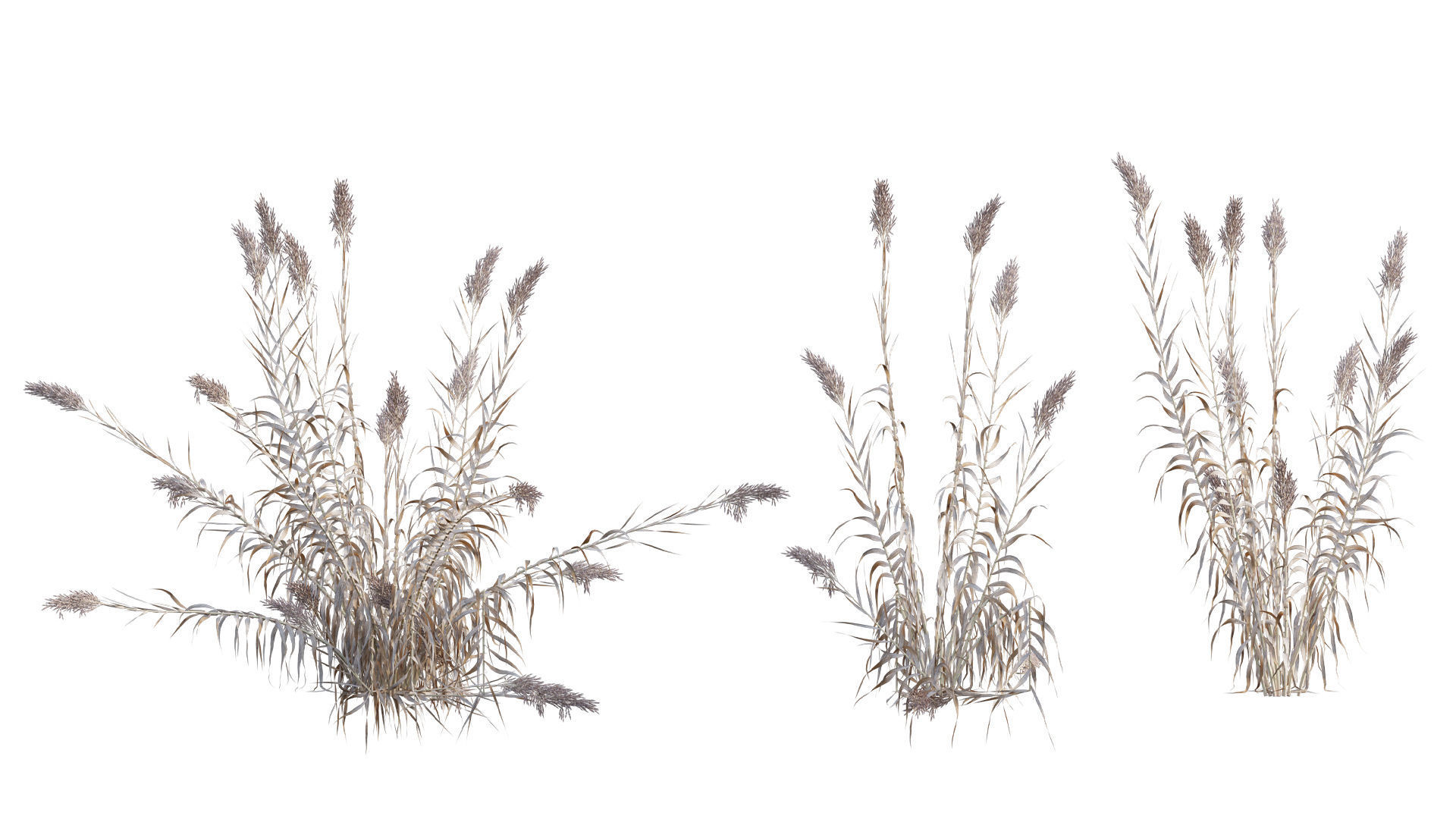 Collection 26 - Ornamental Grasses 3D model_5