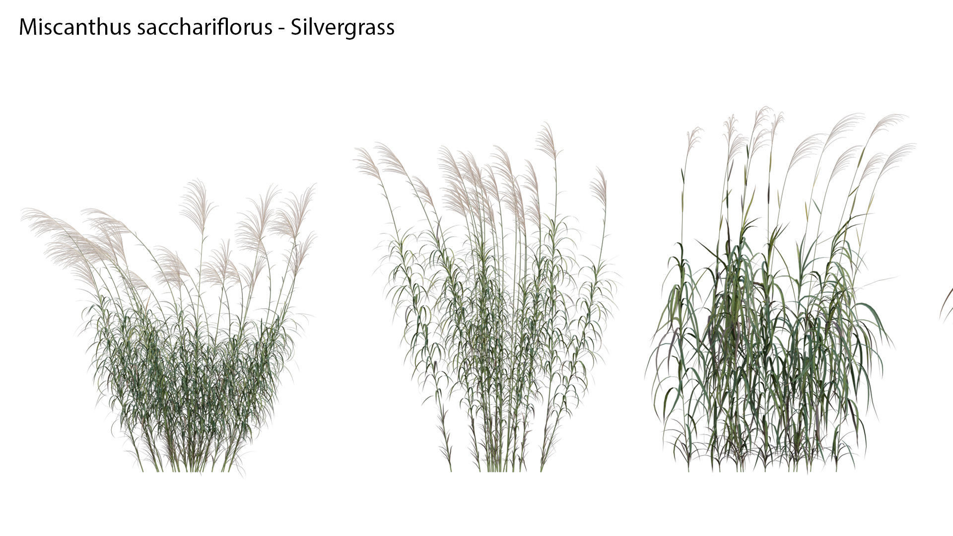 Collection 26 - Ornamental Grasses 3D model_24