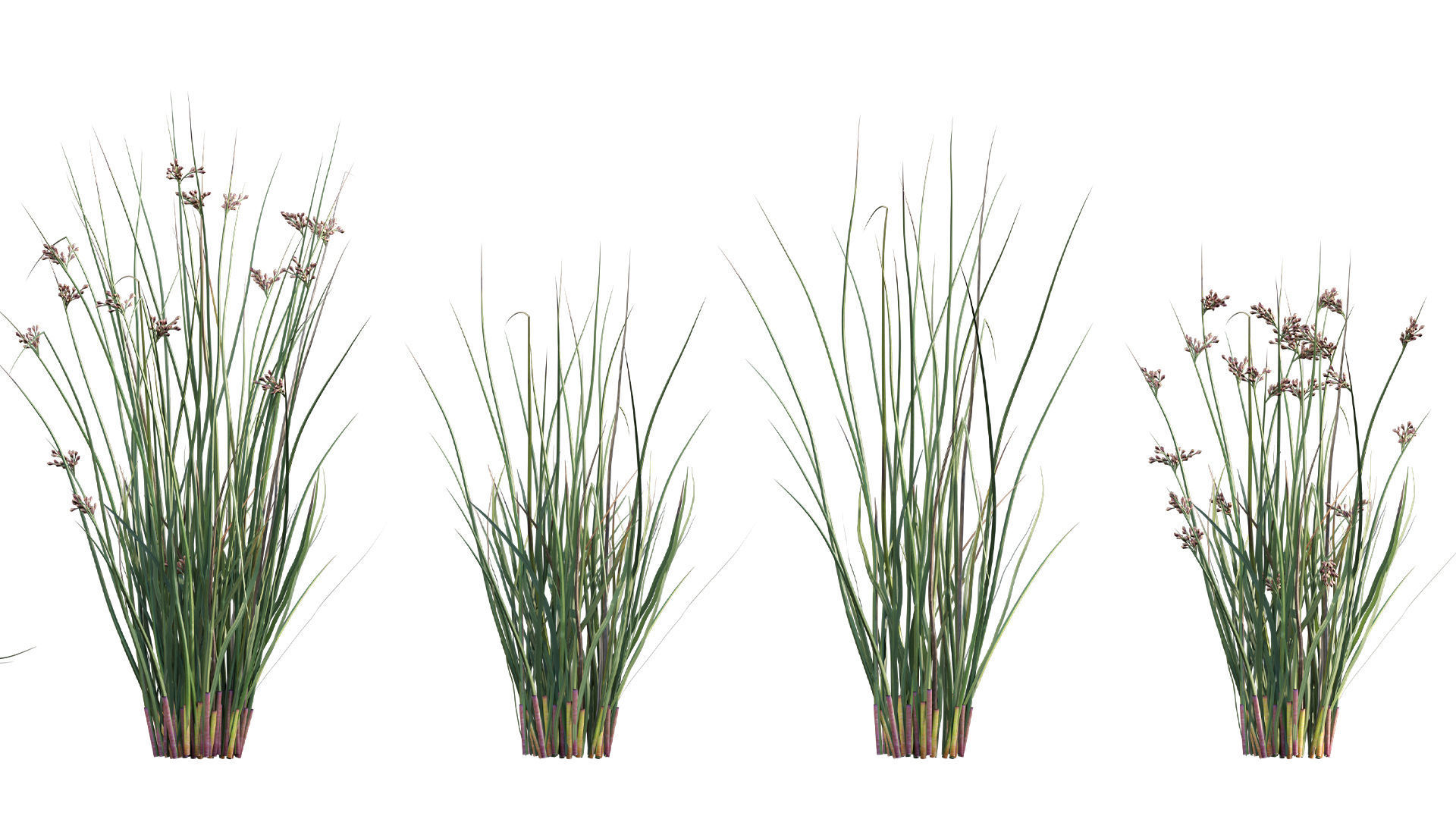 Collection 26 - Ornamental Grasses 3D model_21